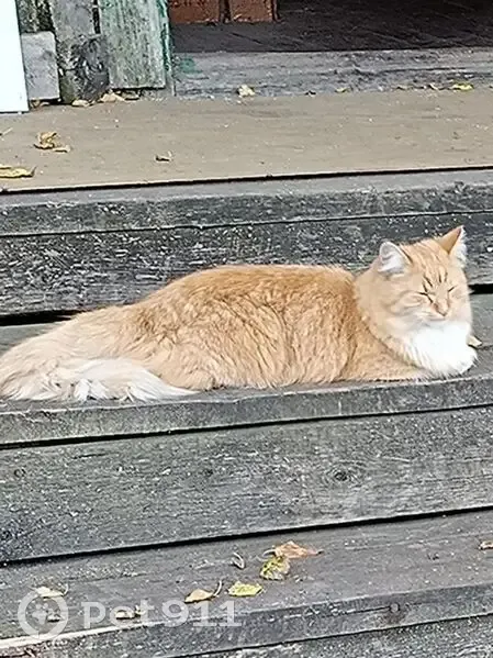 Пропала кошка, Молодёжная улица, 1 к1, Архангельск - рыжая и пушистая - photo