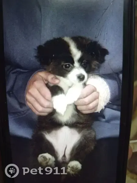 Пропала собака, Вокзальная улица, Ржев - чёрно-белая и ласковая - photo