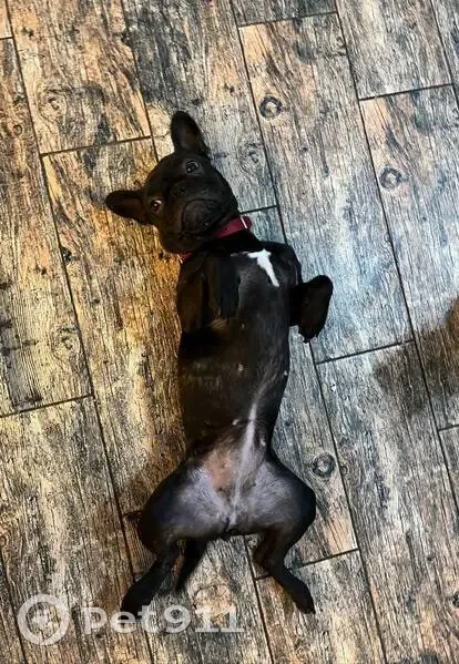 Пропала собака, Элистинская улица, Элиста - чёрная в розовом зелёном ошейнике - photo