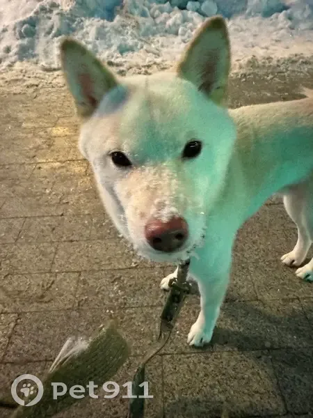 Пропал собака, набережная Михаила Ярославича, городской округ Тверь - леопардовый ошейник и синий поводок - photo