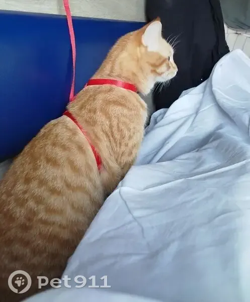 Пропал кот, улица Испытателей, 24, Екатеринбург - рыжий - photo