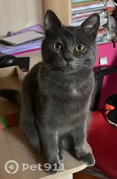 Пропал кот, улица Опульского, 10, городской округ Льгов - серый с белым пятнышком - photo