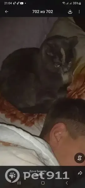 Пропала кошка, проспект Дружбы Народов, 52, Абакан - белая полоса на лбу - photo