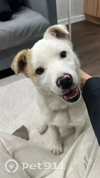 Пропал собака, Казань, Татарстан - photo