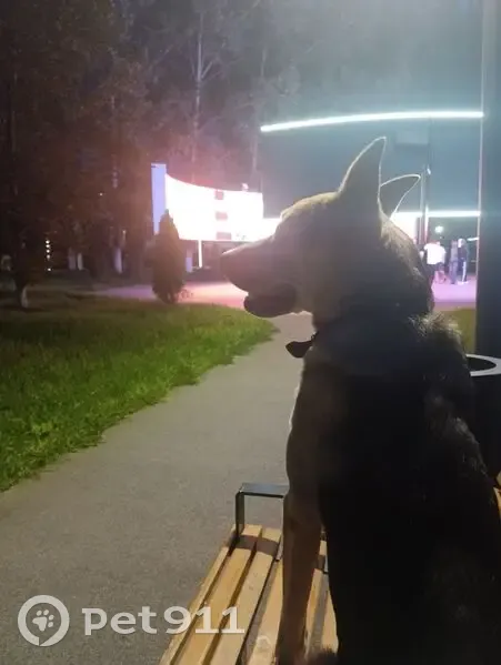 Пропала собака, Волжский проспект, Самара - бежевый окрас, может уехать на автобусе - photo