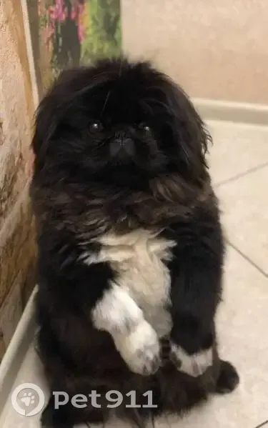 Пропал собака, мужской, Новосельская улица, 2, Иваново - чёрный окрас, белые лапки - photo