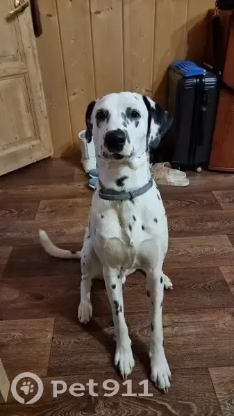 Пропал собака, Подольск, Московская область - photo