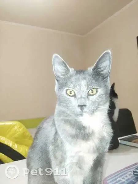 Пропала кошка, Гаражная улица, 79, Краснодар - окрас серый, возраст 9 месяцев - photo