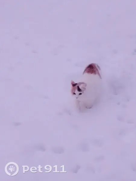 Пропала кошка, улица Левитана, Владимир - трёхцветная, без хвоста - photo