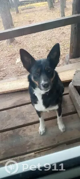 Пропала собака, городской округ Ижевск, Удмуртия - откликается на кличку Альма - photo