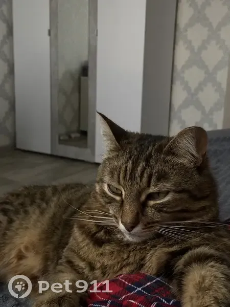 Пропал кот, улица Ленина, 32, Абзаково - белое пятнышко на горле - photo