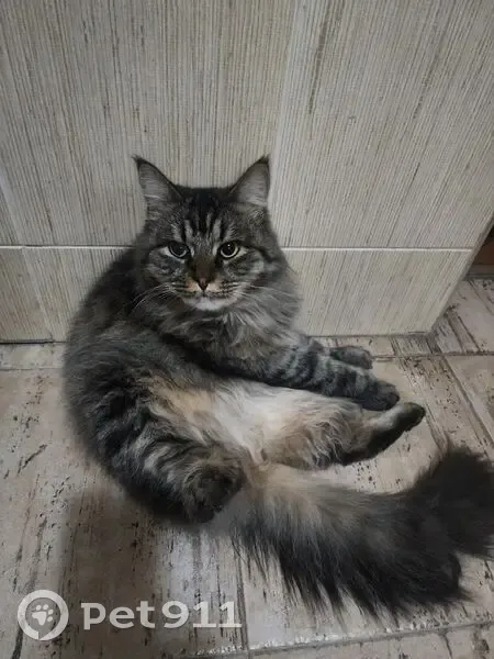 Пропал кот, 26-й переулок, 4А, городской округ Таганрог - photo