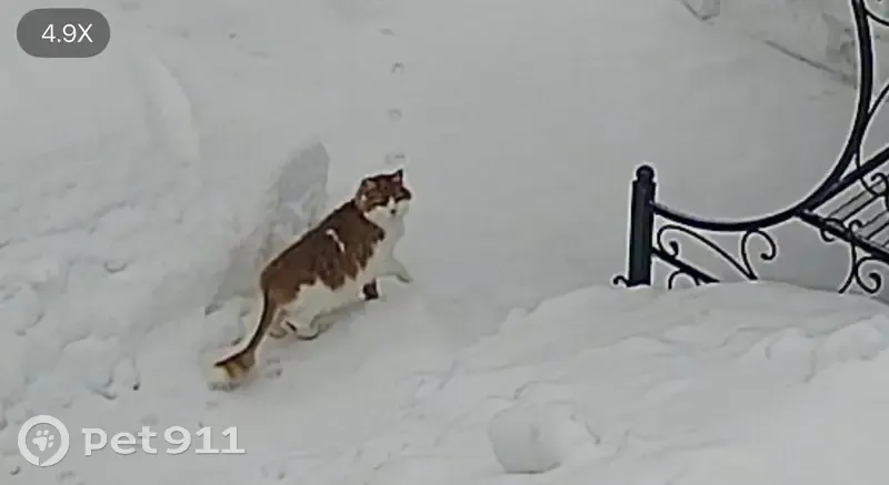 Пропал кот, Московская область, Домодедово - рыжий с белым, кисточка на хвосте - photo