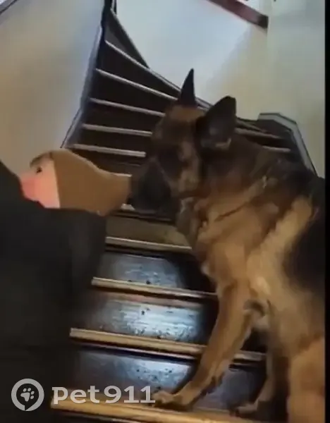 Пропала собака, улица Щорса, 136, Ставрополь - рыже-чёрный, нос в белом лекарстве - photo