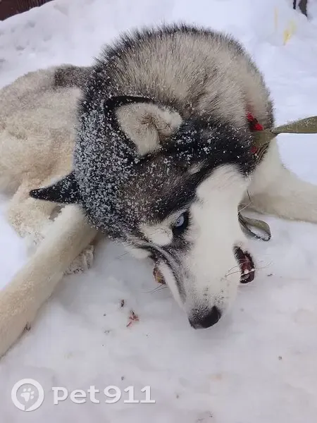 Пропал собака, улица Шигабутдина Марджани, Казань - убежал открыл дверь - photo