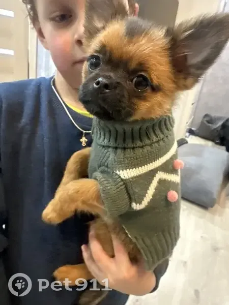 Пропала собака, улица Пузакова, 20А, Тула - метис Брабенсона и шпица - photo