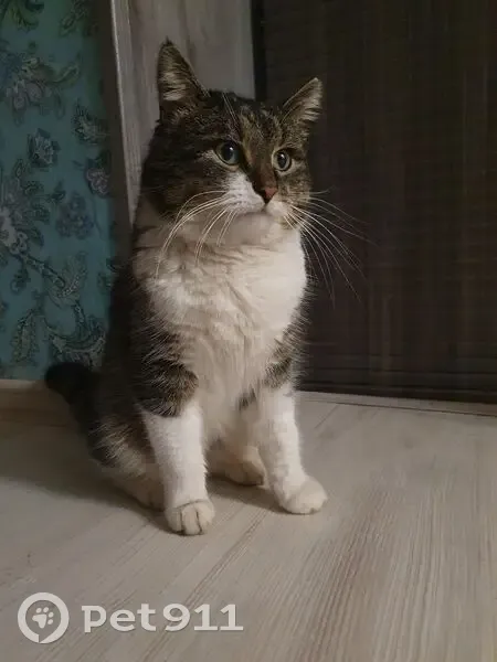 Пропал кот, Новая улица, 12/1, Козет - окрас дикий с белым, жёлто-зелёные глаза - photo