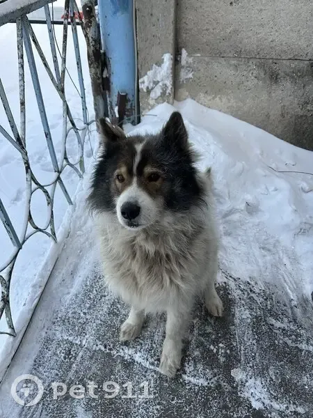 Пропал собака, мужской, Архангельская улица, 21, Красноярск - по кличке Север - photo