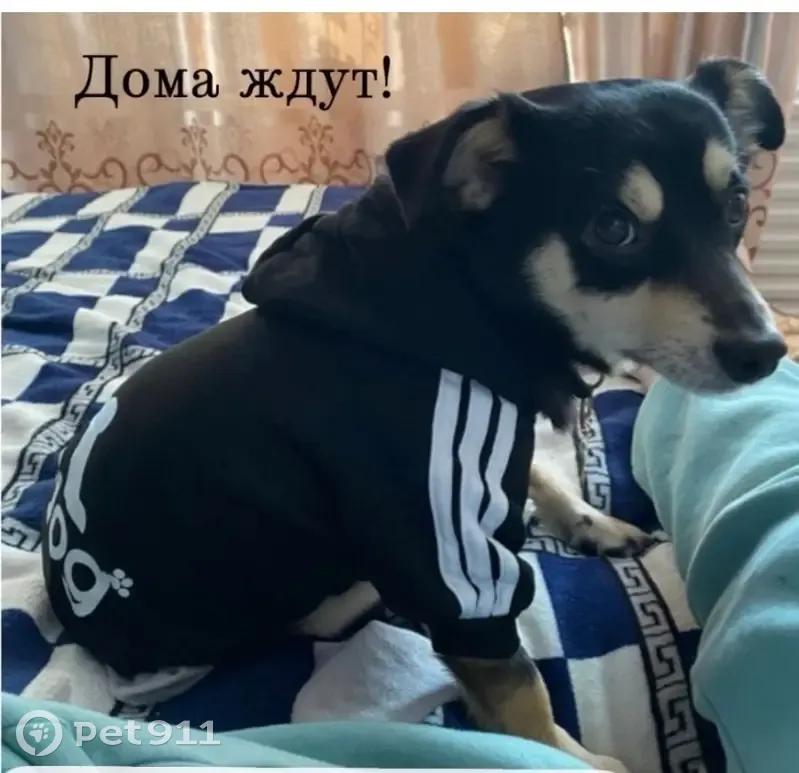 Пропал собака, мужской, улица Баркова, 43А, Братск - похож на пинчера - photo