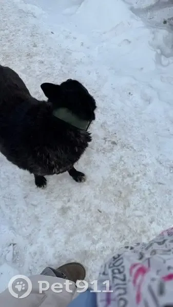Пропала собака, девочка, переулок Сурикова, городской округ Ижевск - photo