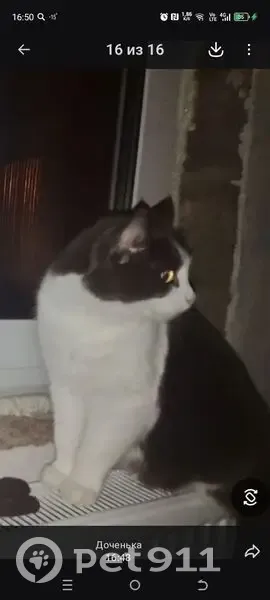 Пропал кот, Ишимбай, Башкортостан - бело-серый окрас, повреждена правая лапка - photo