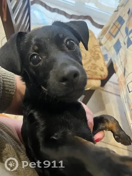 Пропал собака, Калининград, Калининградская область - маленькая и активная - photo