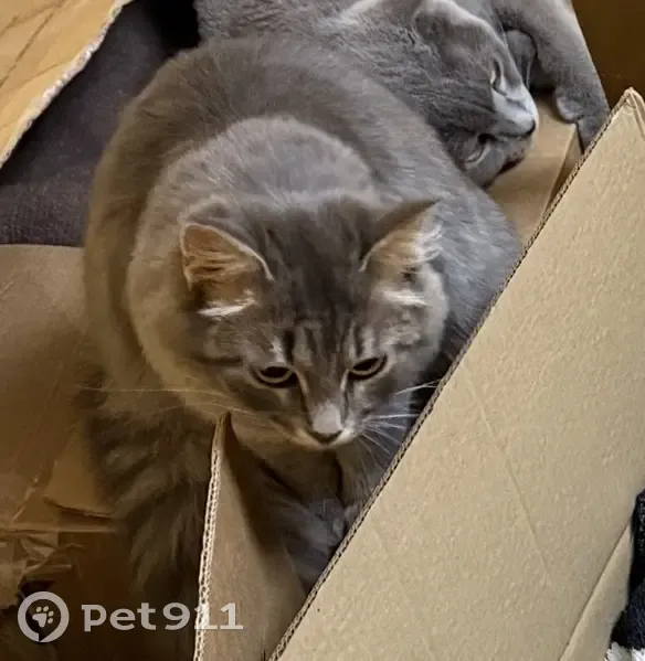 Пропала кошка, Перекопская улица, 21 к1, Москва - серая, побритая под львенка - photo