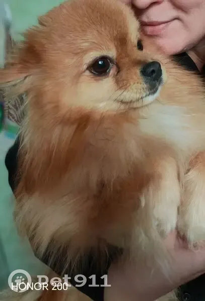 Пропал собака, мужской, улица Ильича, 78, Нижний Тагил - светло-рыжий, острый нос - photo