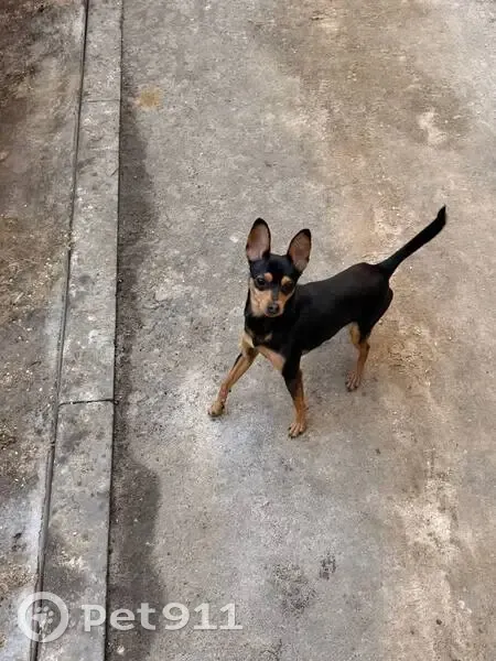 Найден собака, переулок Здоровья, 90Г, Воронеж - район ЖК Зеленая Долина - photo