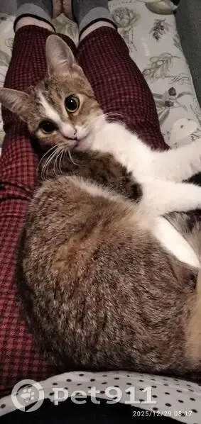 Пропала кошка, Софийская улица, 51, Санкт-Петербург - рыженькая, маленькая, добрая - photo