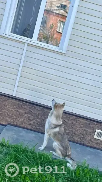 Пропала собака, мужской, 04А-300, городское поселение Емельяново - зеленоватый ошейник - photo