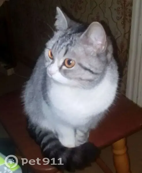 Пропала кошка, женский пол, улица Поэта Майорова, 21, Иваново - photo