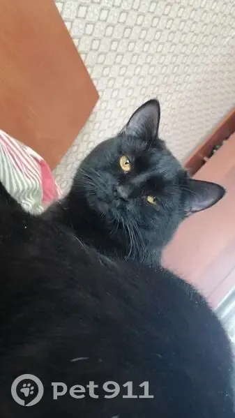 Пропал кот, улица Яблочкова, 25, Астрахань - photo