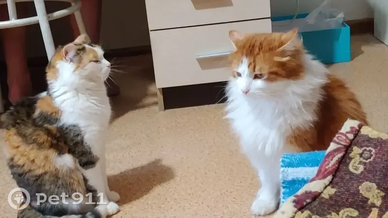 Пропал кот, Олимпийская улица, 1, Заречный - подозрение на похищение - photo