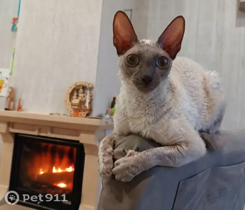 Пропала кошка, улица Победы, 14, Аннинское городское поселение - светлый окрас, порода Корниш Рекс - photo