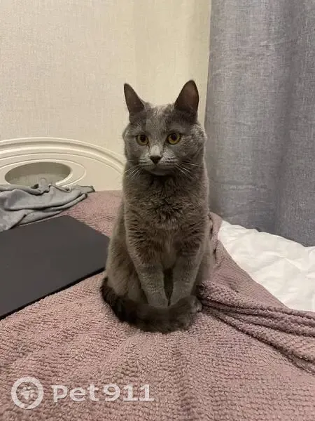 Пропал кот, Лазаревский переулок, 4, Москва - голубой русский, серый окрас - photo