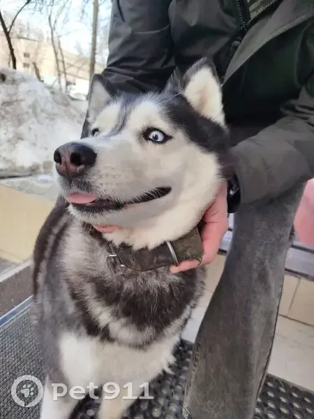 Найдена собака, Ленинградское шоссе (дублёр), Москва - photo