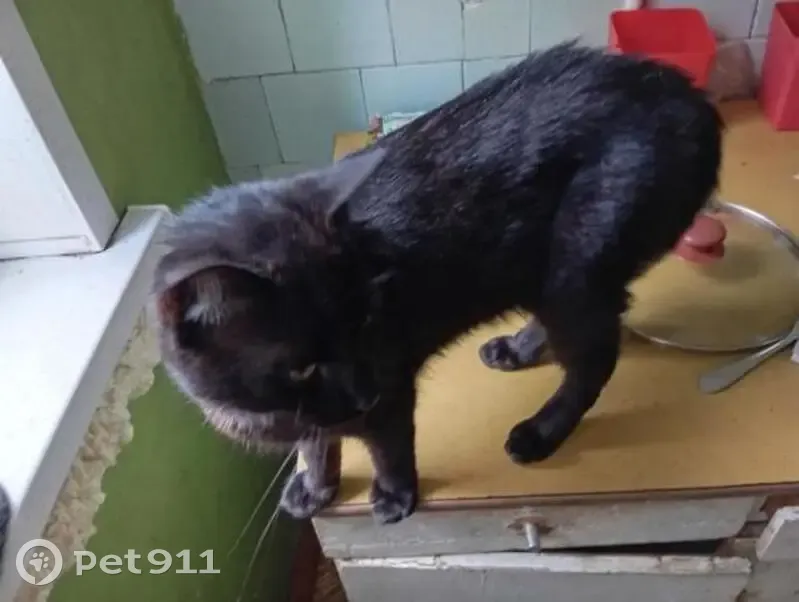 Пропал кот, Спортивный переулок, 7, Тверь - отзывается на Плаг - photo