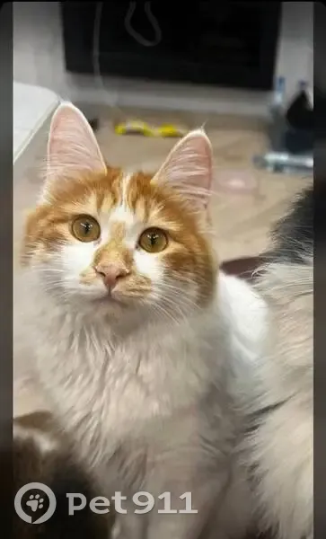 Пропала кошка, 1-я Рабочая улица, Артём - курильский бобтейл, белая с рыжими пятнами - photo