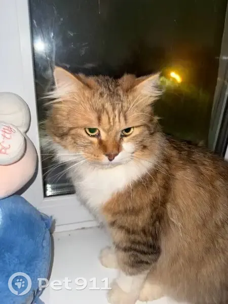 Пропал кот, Городской переулок, Тула - трёхцветный, белые лапки - photo