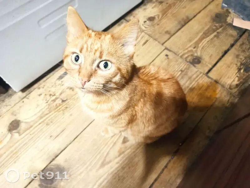 Пропал кот, улица Белинского, 137, городской округ Тверь - рыжий, не крупный - photo