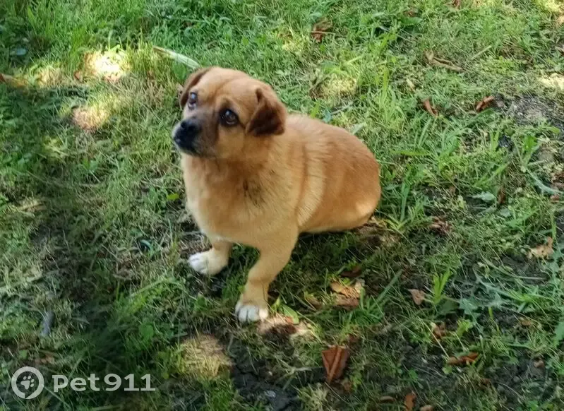 Пропал собака, улица Самусенко, 49, Михайловск - рыжий окрас, прокусано левое ухо - photo