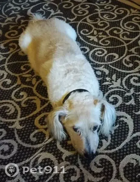 Пропал собака, мужской, Загребский бульвар, 9, Санкт-Петербург - белый лохматый Миша, 10 лет - photo