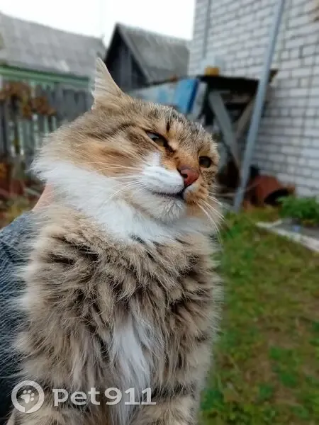 Пропал кот, Гаврилов-Ям, Ярославская область - дикий - photo