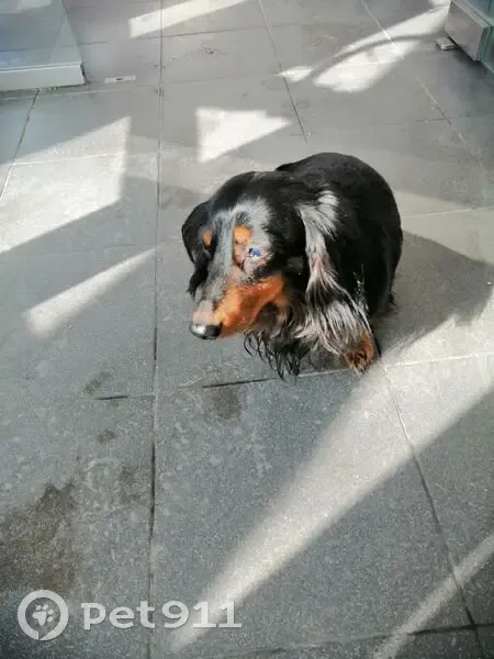 Найдена собака, Красноармейская улица, Москва - длинношерстная такса - photo