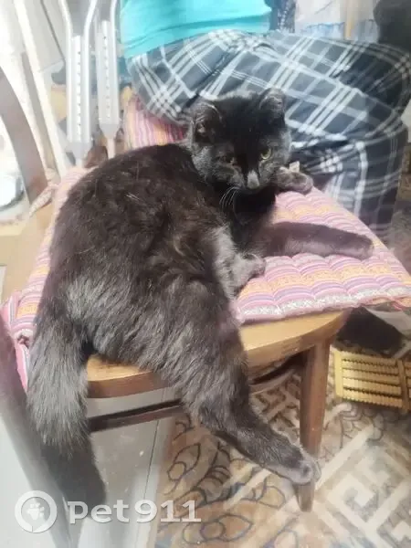 Пропал кот, Набережная улица, Чита - чёрный окрас с белым пятном на груди - photo