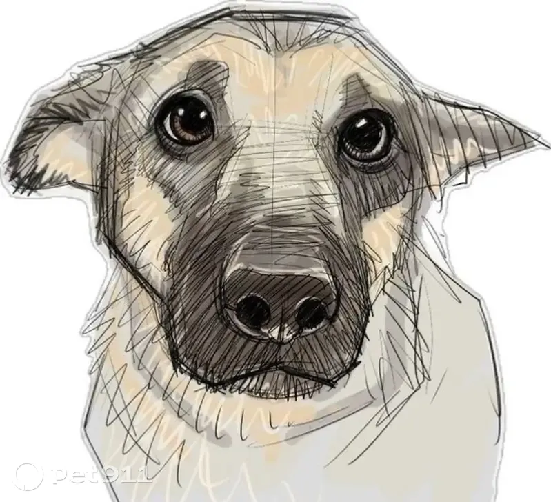 Пропал собака, мужской, улица Калинина, Нальчик - photo