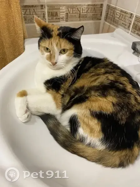 Пропала кошка, 6, Старый Оскол - трёхцветная с шрамом от стерилизации - photo