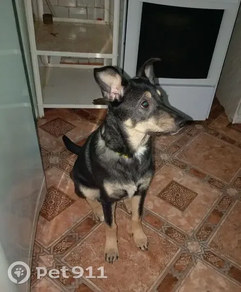 Пропала собака, улица 60 лет Октября, Челябинск - откликается на Муська - photo