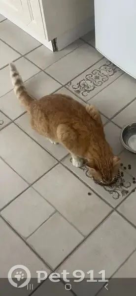 Пропал кот, 2-я новая, 4, Щепкин - ярко-рыжий, болит задняя лапа - photo